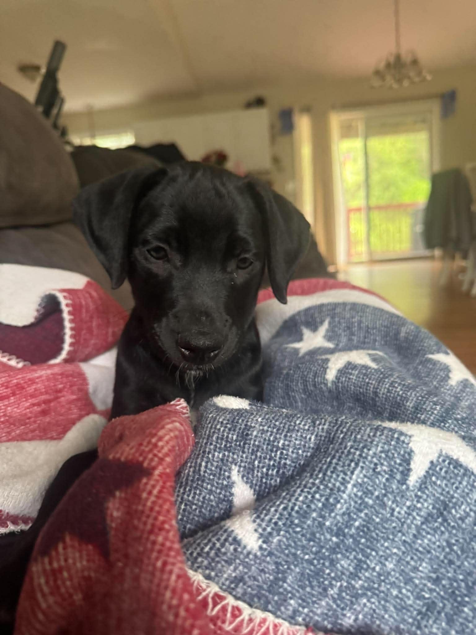 KIANA, Adoptable, Young Female Labrador Retriever.
