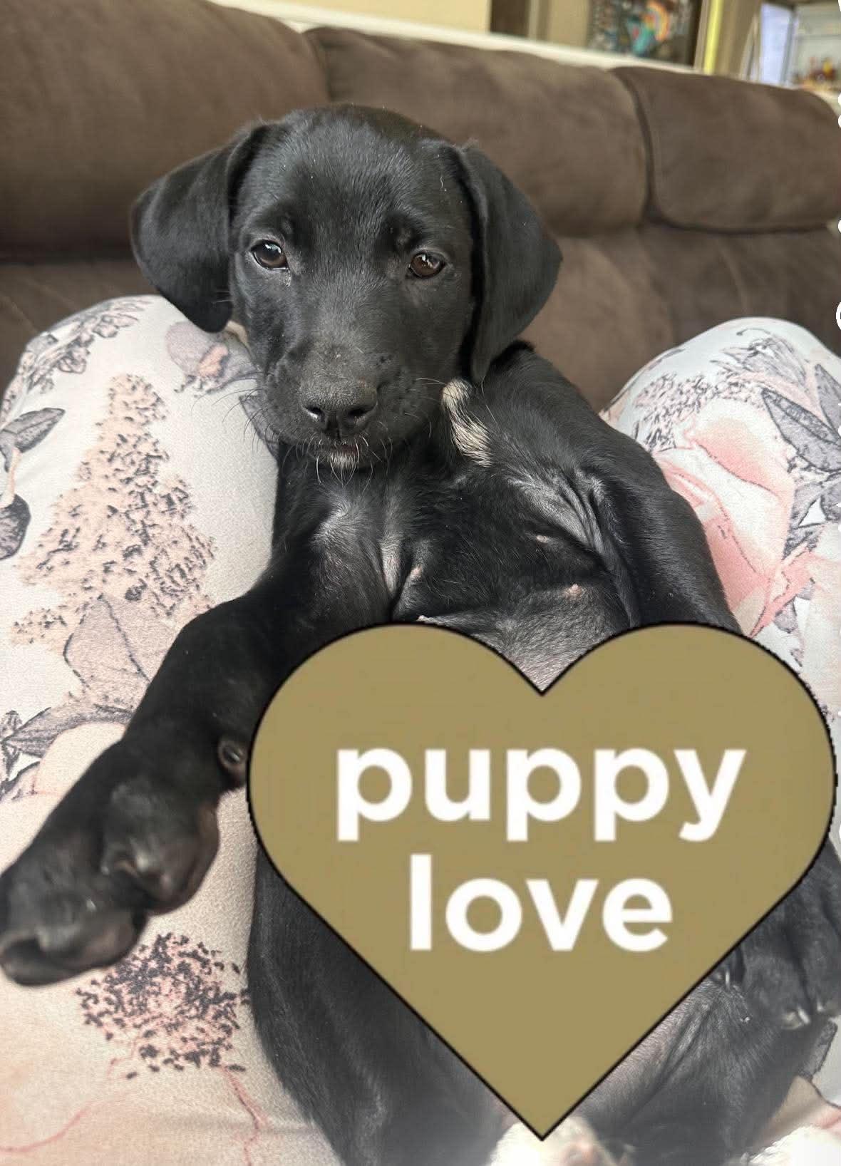 KIANA, a Adoptable Labrador Retriever in Pomfret Center, CT image 2/3