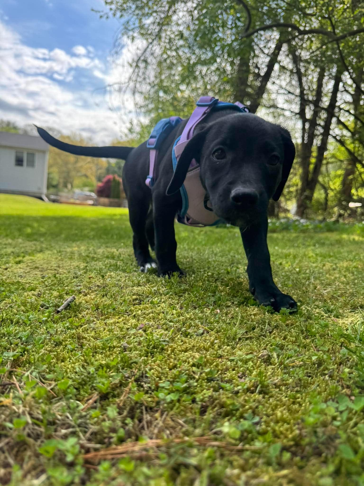 KIANA, a Adoptable Labrador Retriever in Pomfret Center, CT image 3/3