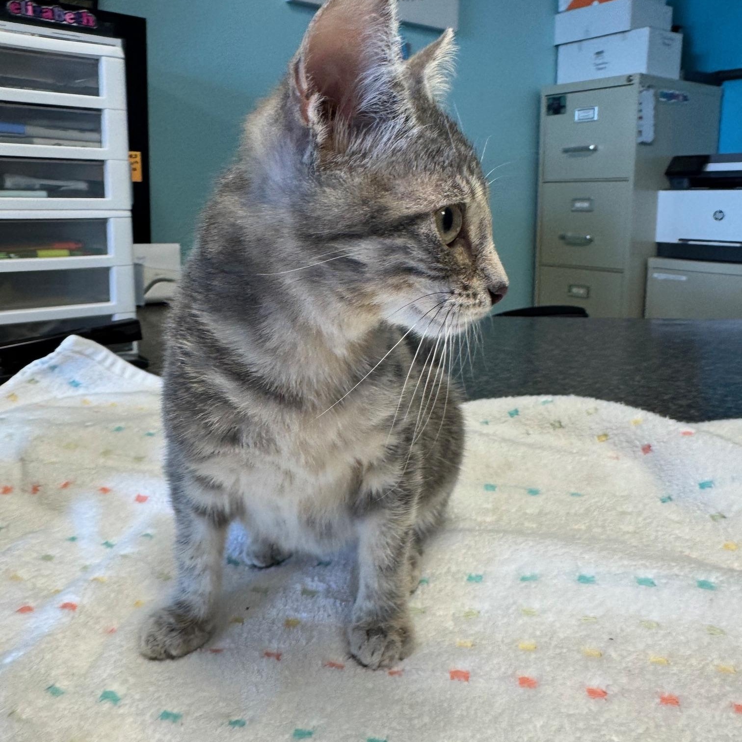 Enlarge Soup Spoon, a Adoptable mixed breed in Albuquerque, NM image 5/6