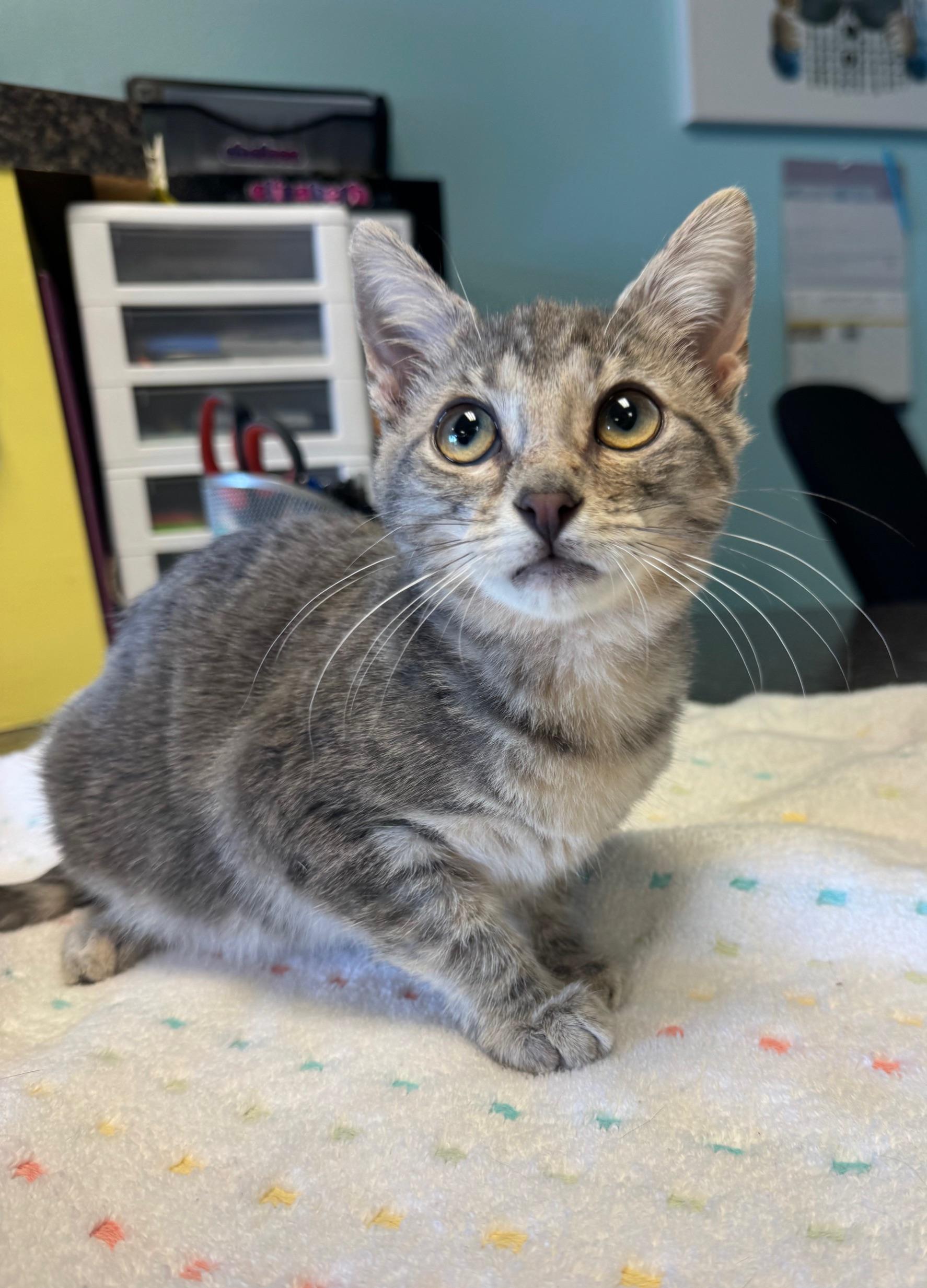 Enlarge Soup Spoon, a Adoptable mixed breed in Albuquerque, NM image 1/6