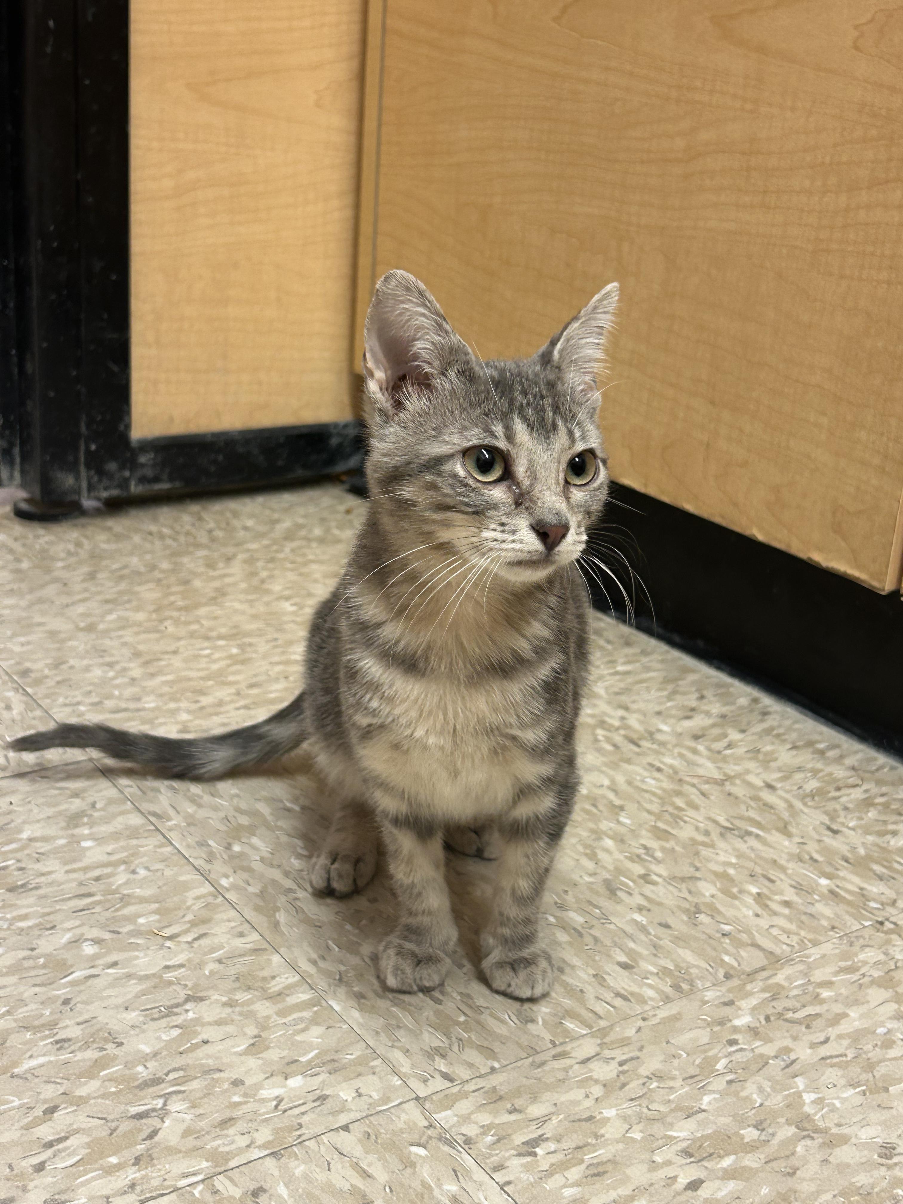Enlarge Soup Spoon, a Adoptable mixed breed in Albuquerque, NM image 6/6