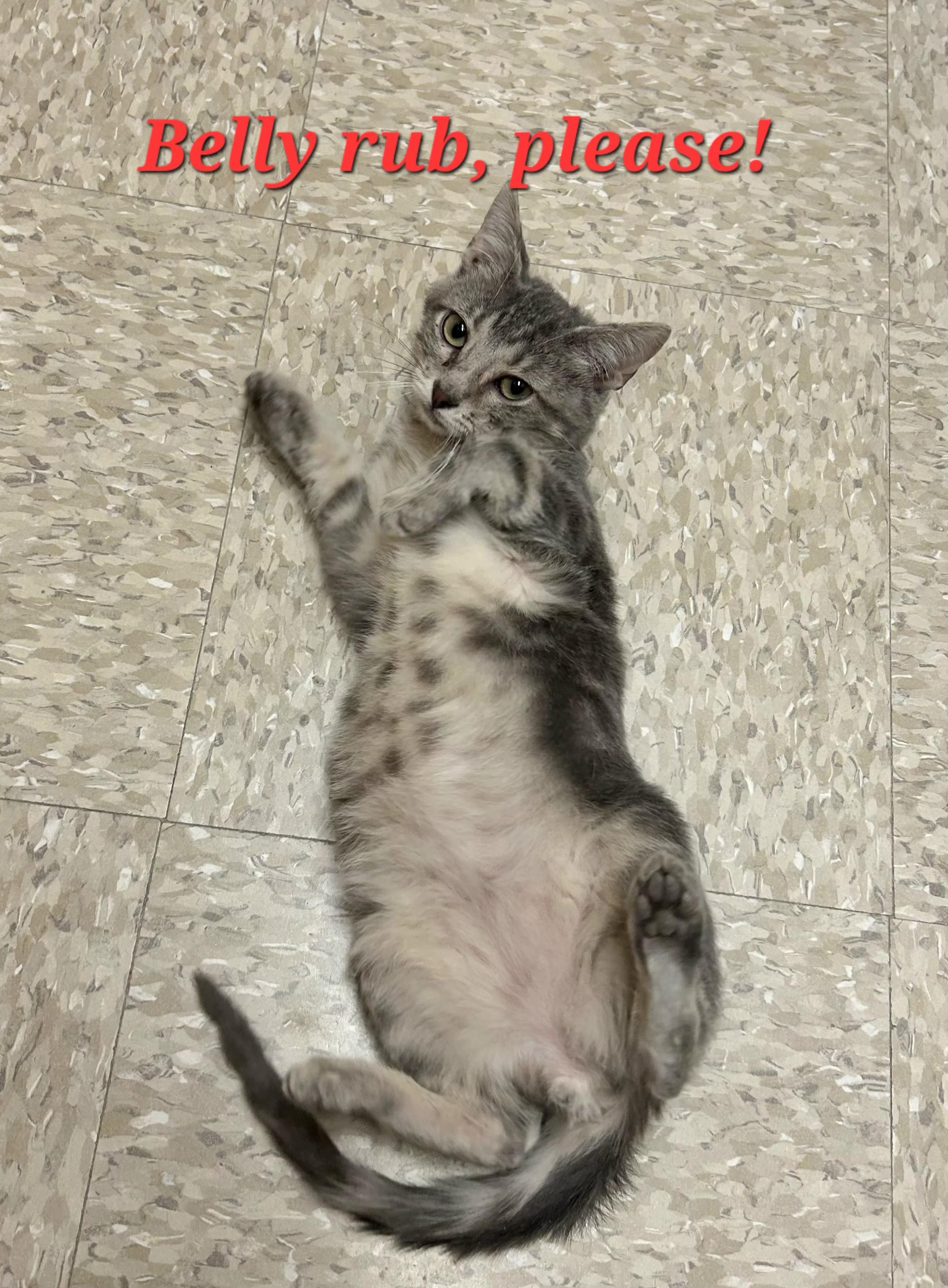 Soup Spoon, adopted, Kitten Male Tabby.