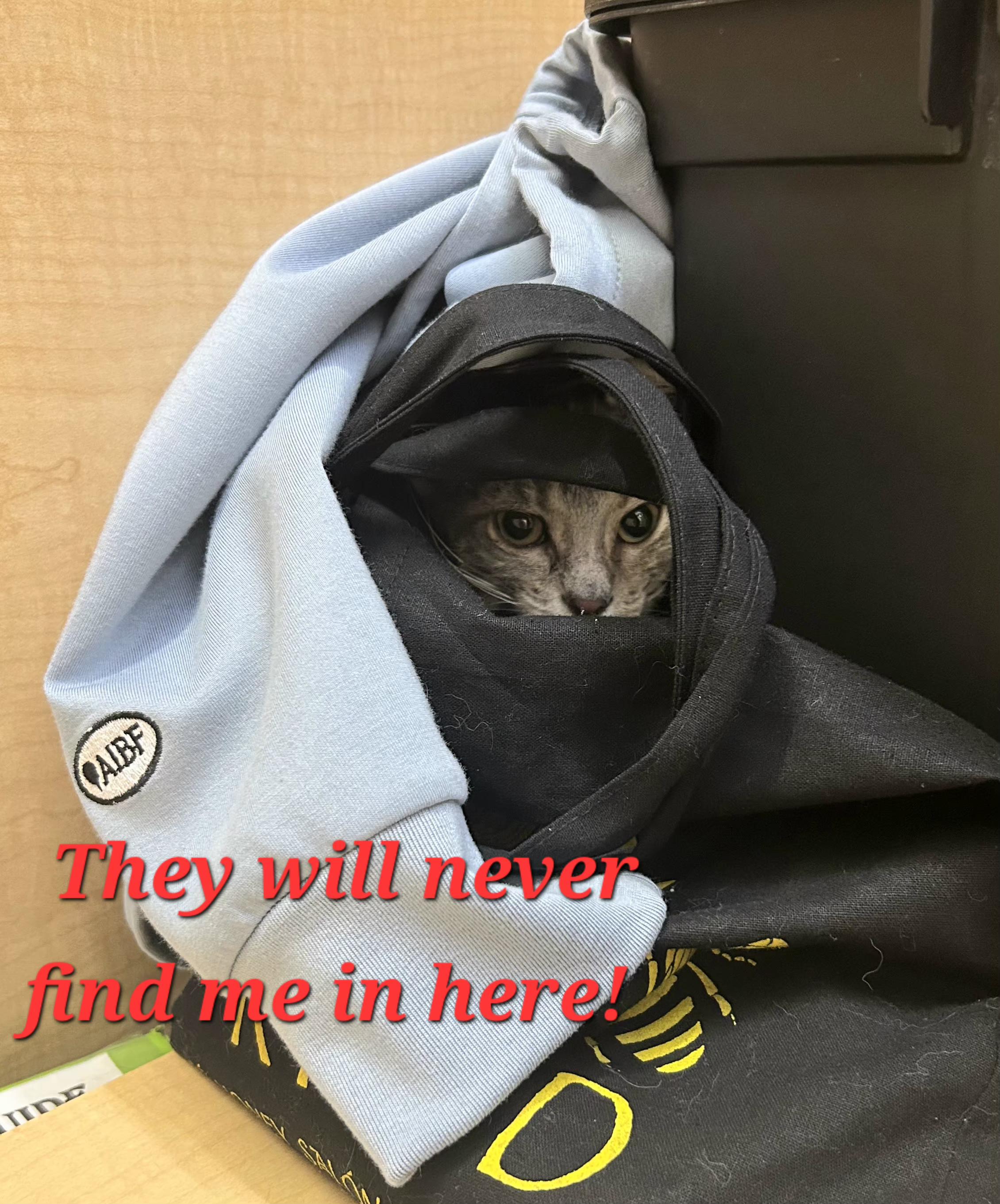 Enlarge Soup Spoon, a Adoptable mixed breed in Albuquerque, NM image 4/6