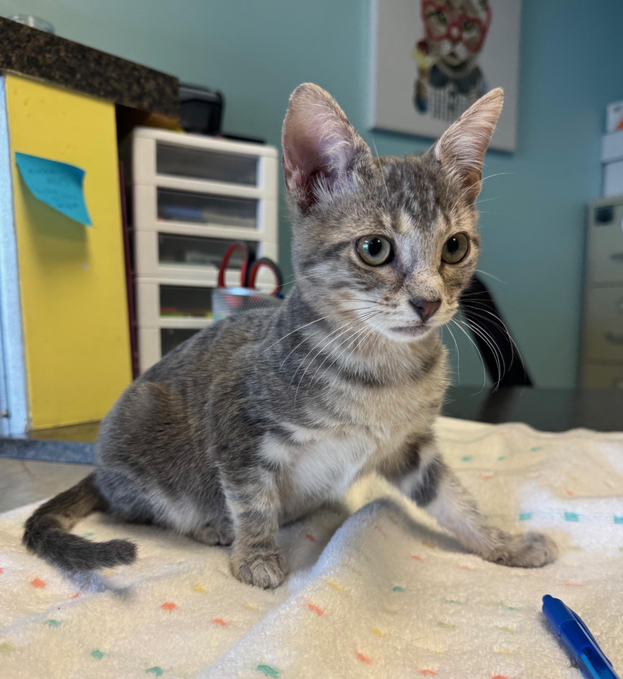 Enlarge Soup Spoon, a Adoptable mixed breed in Albuquerque, NM image 3/6