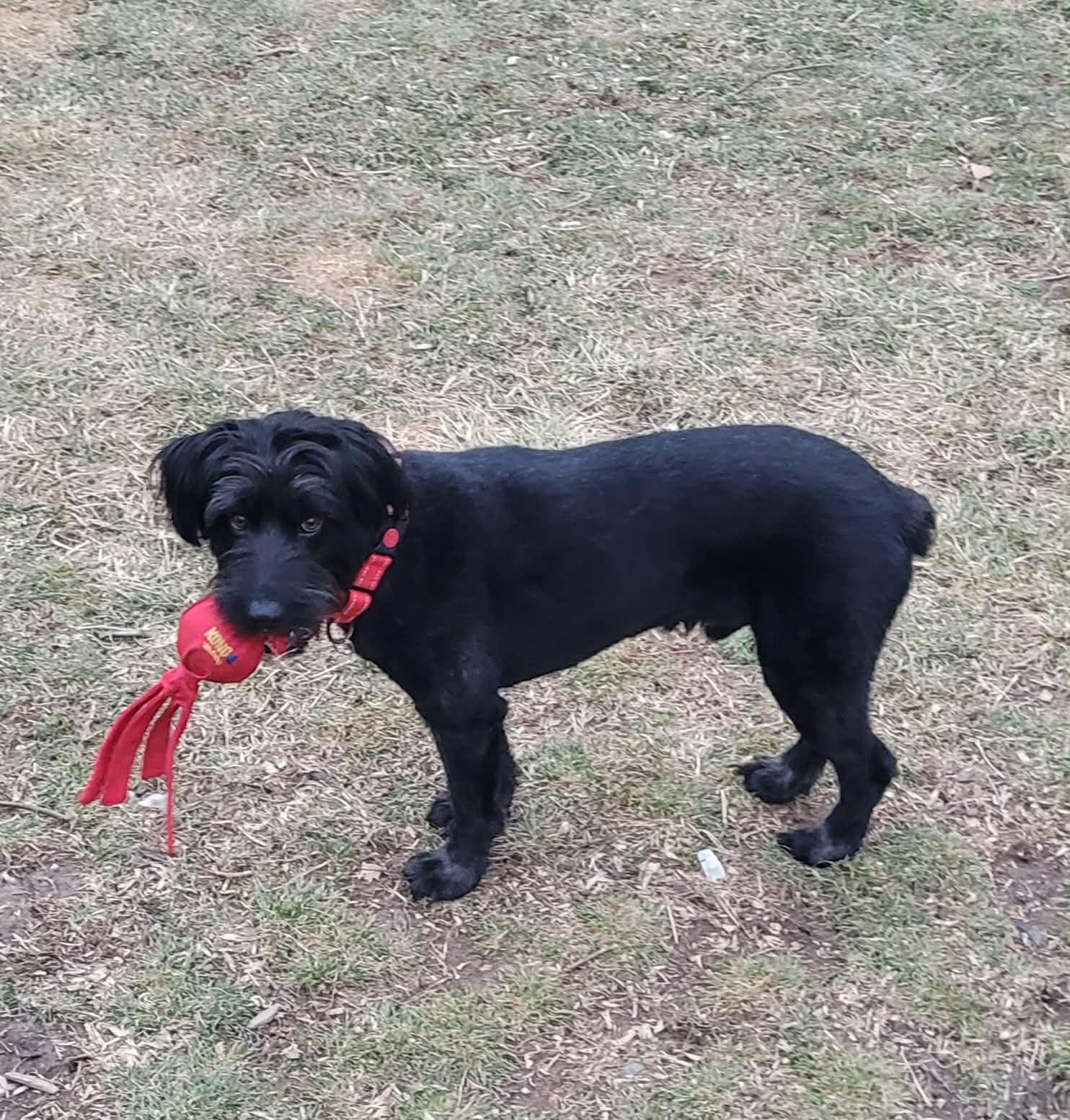 Boomer, Adoptable, Young Male Labrador Retriever & Standard Poodle.
