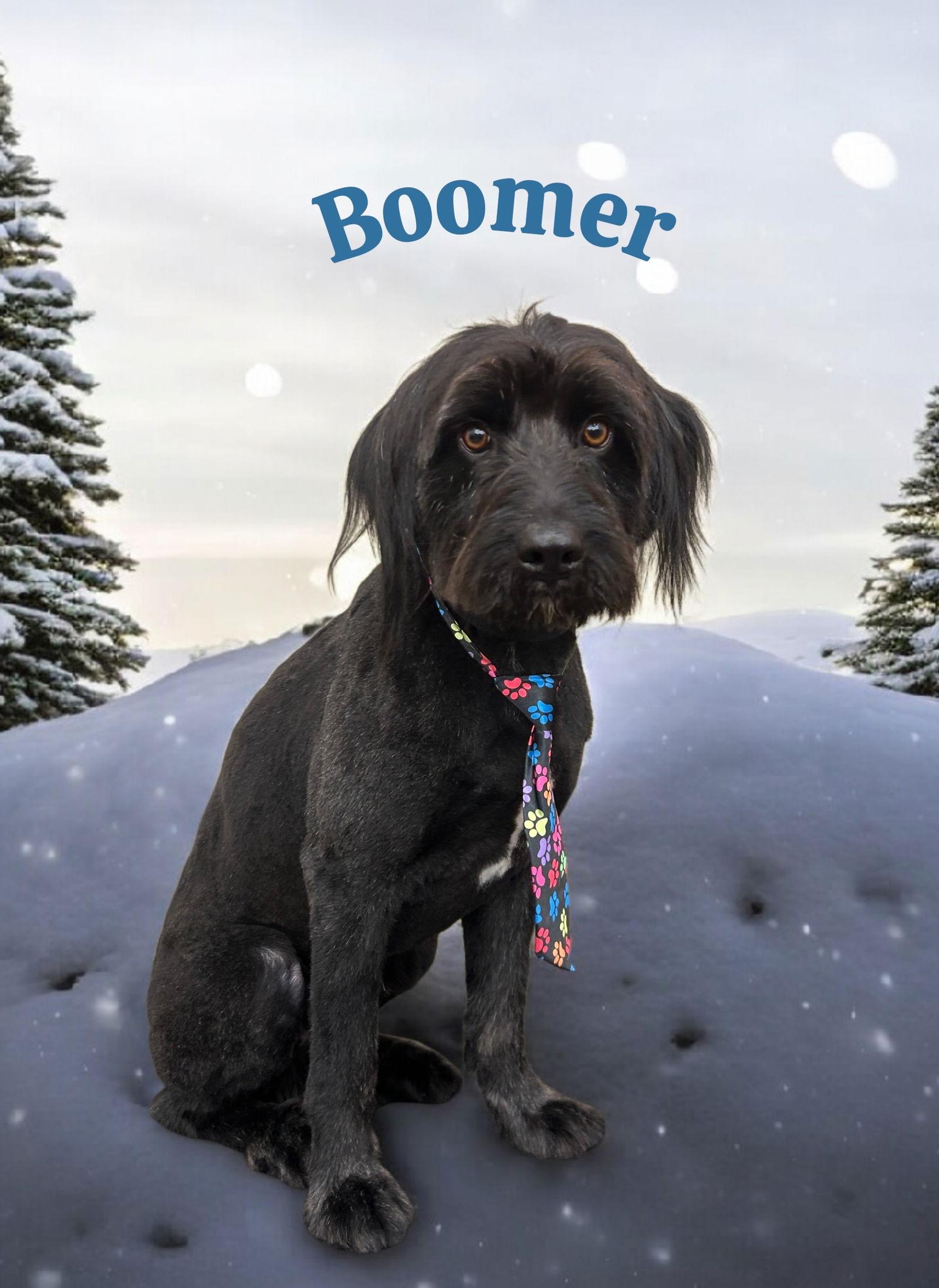 Boomer, a Adoptable mixed breed in Powell, OH image 1/2