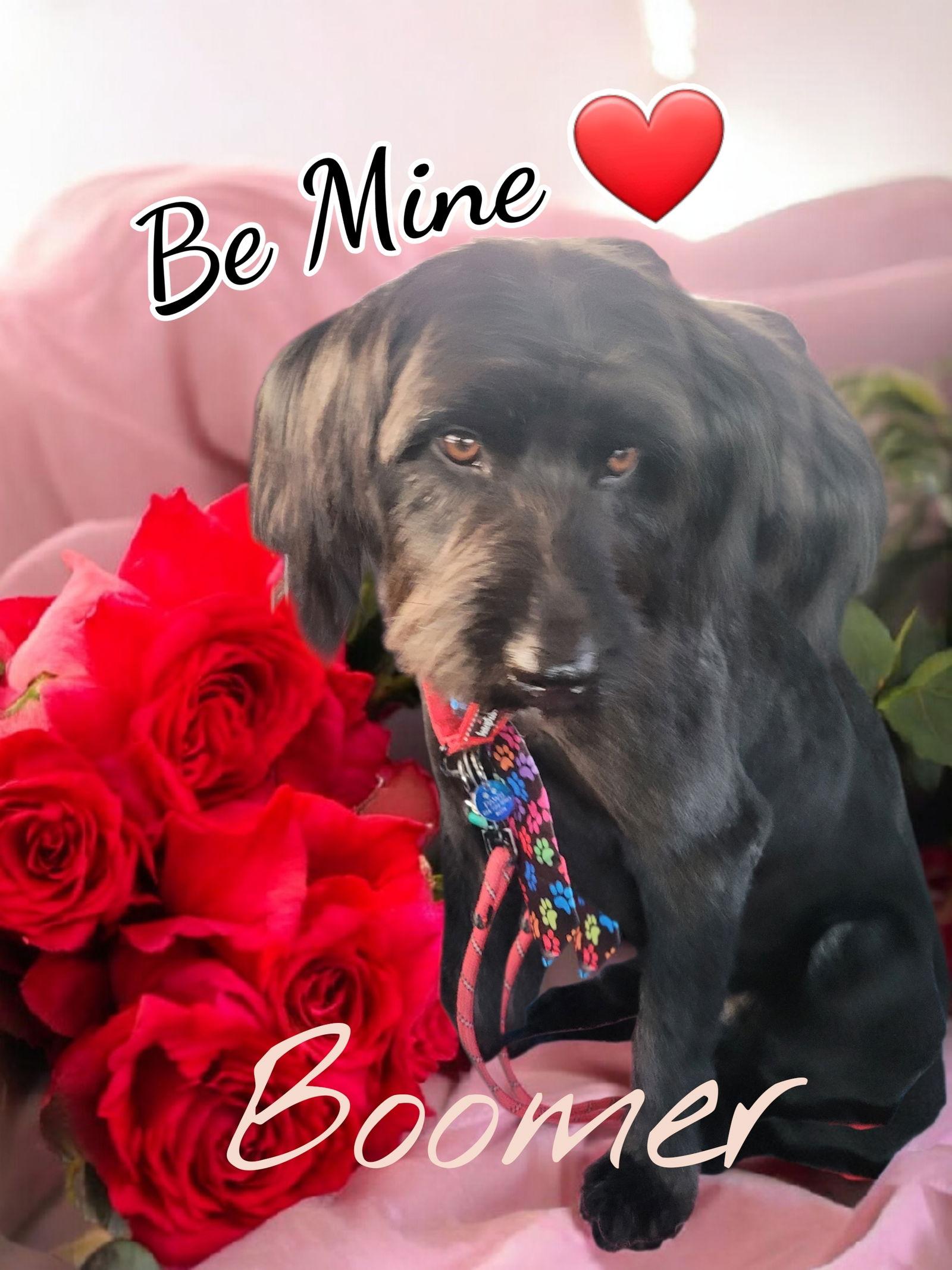 Boomer, a Adoptable mixed breed in Powell, OH image 2/2