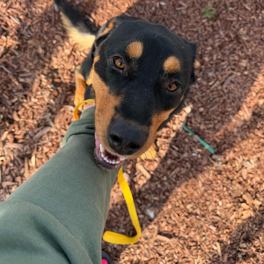 Enlarge Brownie, a Adoptable mixed breed in Turlock, CA image 1/6