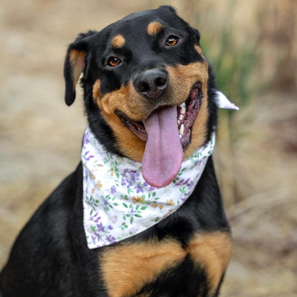 Brownie, a Adoptable mixed breed in Turlock, CA image 2/6