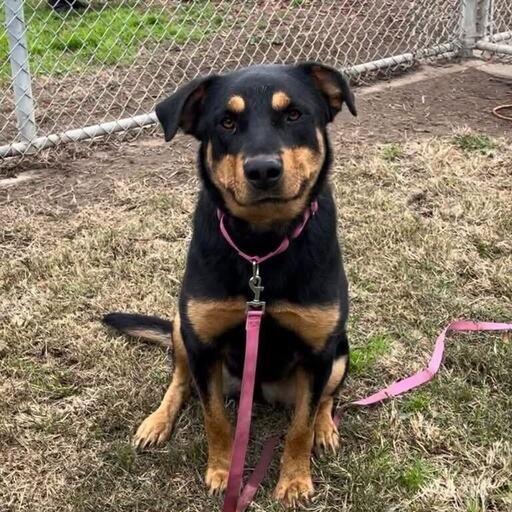 Enlarge Brownie, a Adoptable mixed breed in Turlock, CA image 2/6