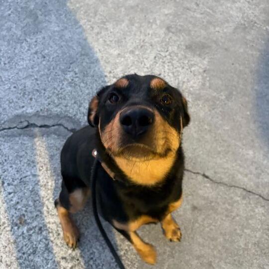 Enlarge Brownie, a Adoptable mixed breed in Turlock, CA image 3/6