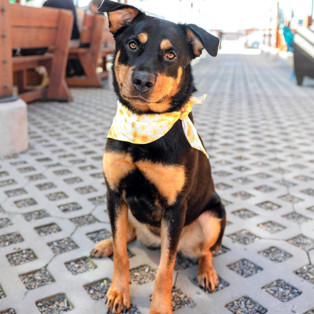 Enlarge Brownie, a Adoptable mixed breed in Turlock, CA image 4/6