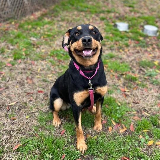 Enlarge Brownie, a Adoptable mixed breed in Turlock, CA image 5/6