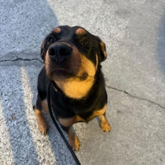 Enlarge Brownie, a Adoptable mixed breed in Turlock, CA image 6/6