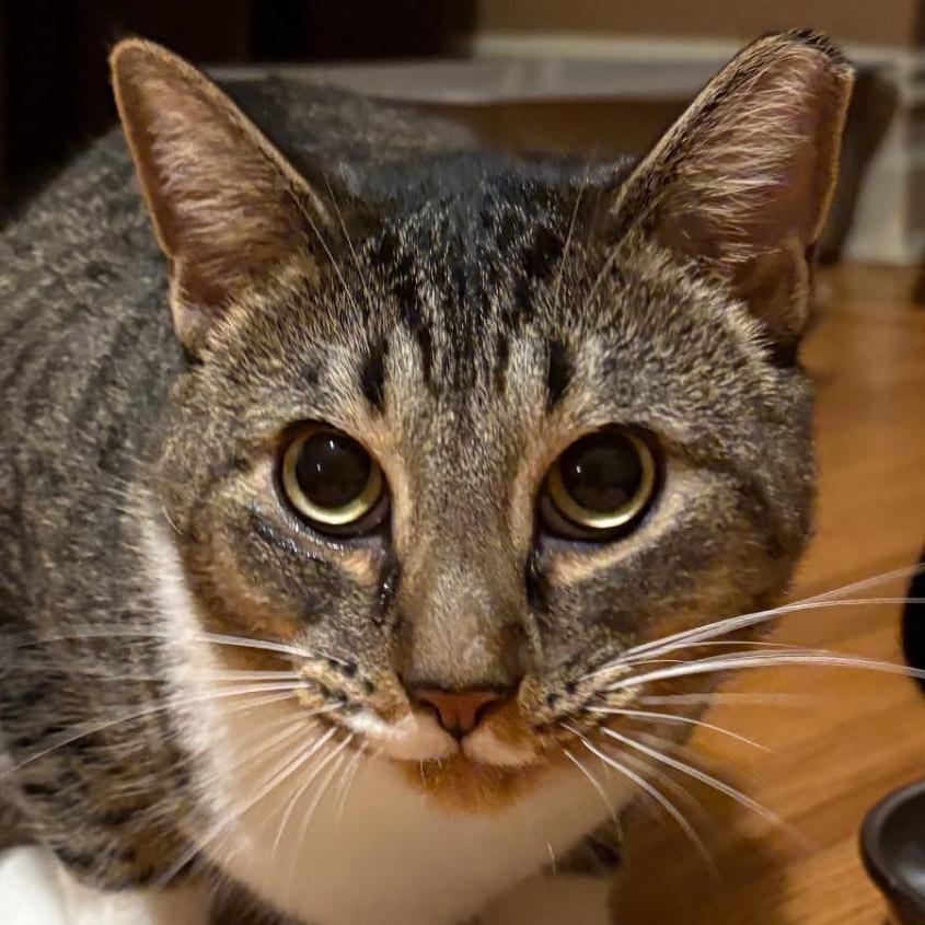 Buttercup, Adoptable, Young Male Domestic Short Hair.
