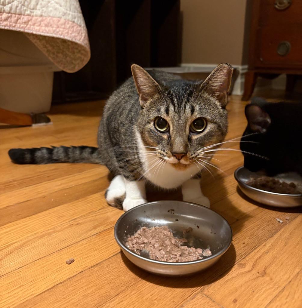 Enlarge Buttercup, a Adoptable mixed breed in New York, NY image 3/5