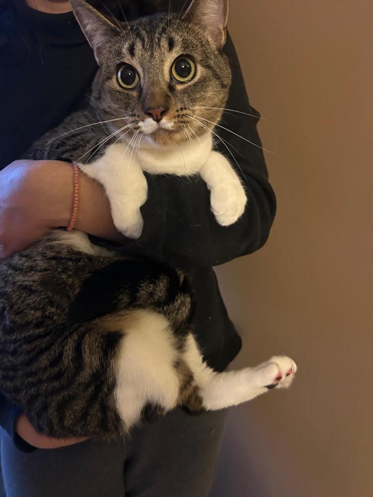Enlarge Buttercup, a Adoptable mixed breed in New York, NY image 4/5
