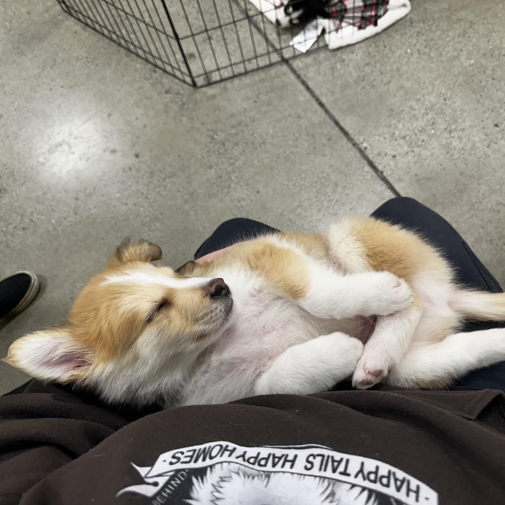 Enlarge Nanook Puppy 8, a Adoptable mixed breed in Bellingham, WA image 1/4