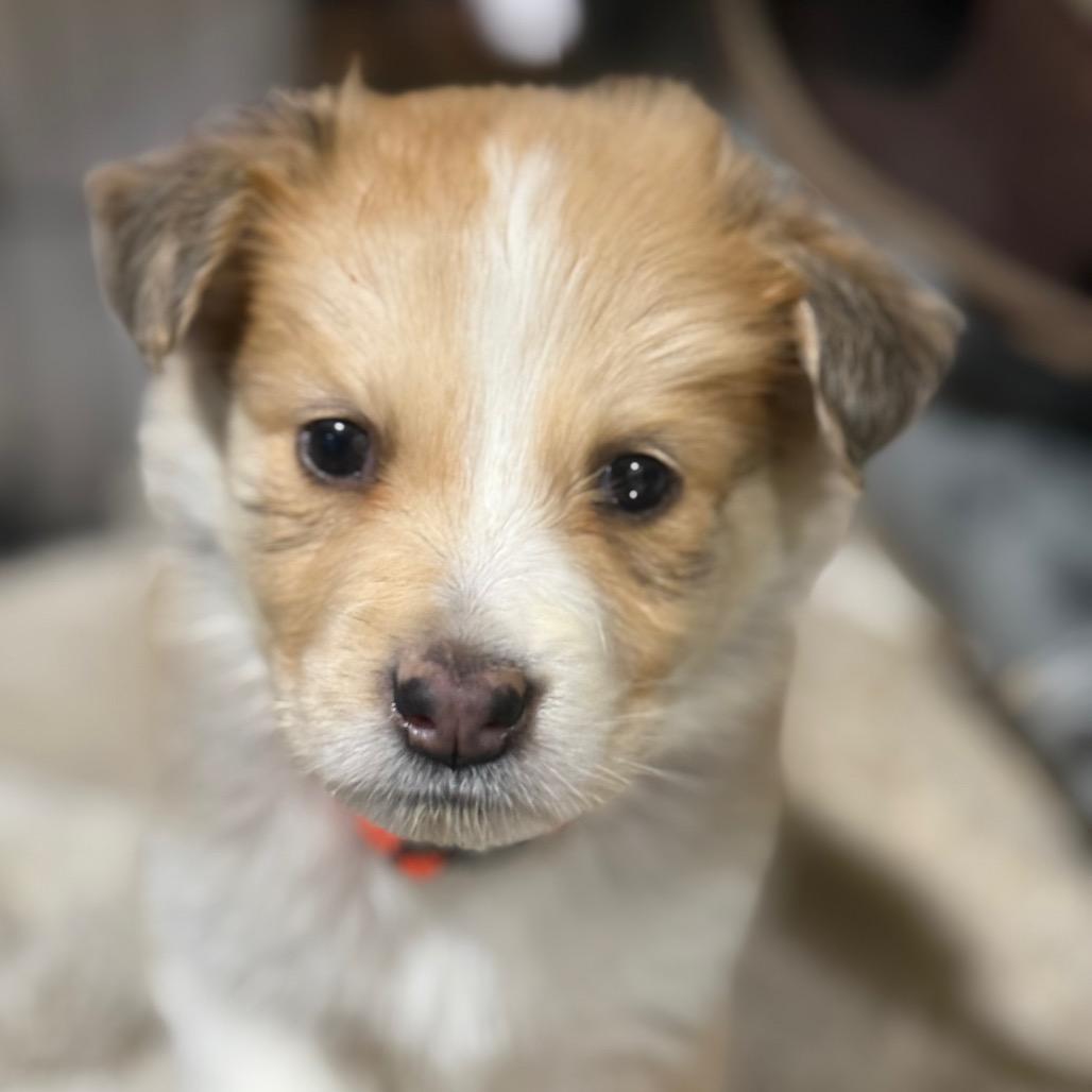 Enlarge Nanook Puppy 8, a Adoptable mixed breed in Bellingham, WA image 3/4