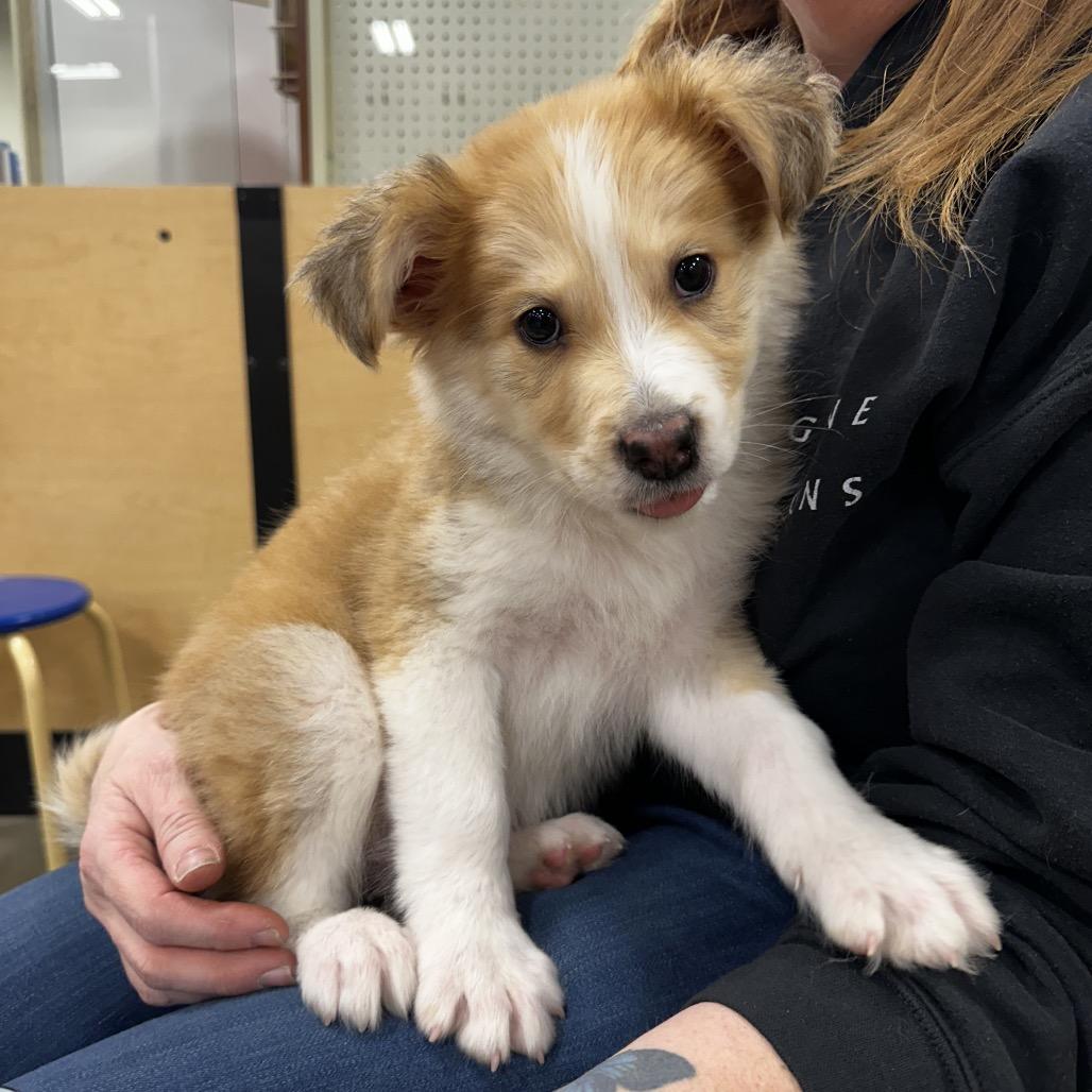 Enlarge Nanook Puppy 8, a Adoptable mixed breed in Bellingham, WA image 4/4