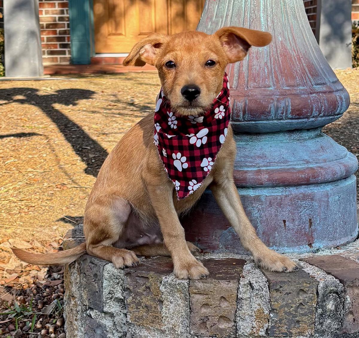 Busy BIEBER- Little Chi/Terrier Luv Bug!