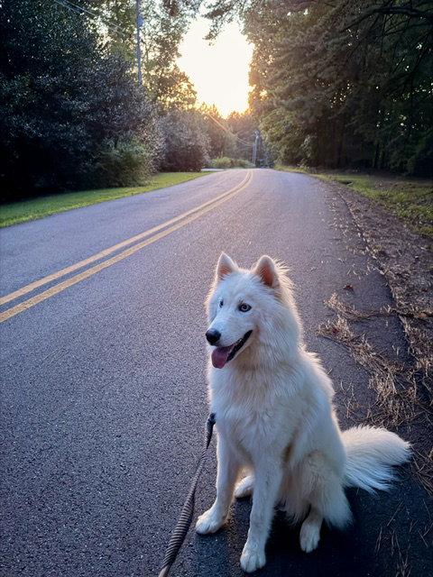 Yuki, Adoptable, Young Male Siberian Husky.