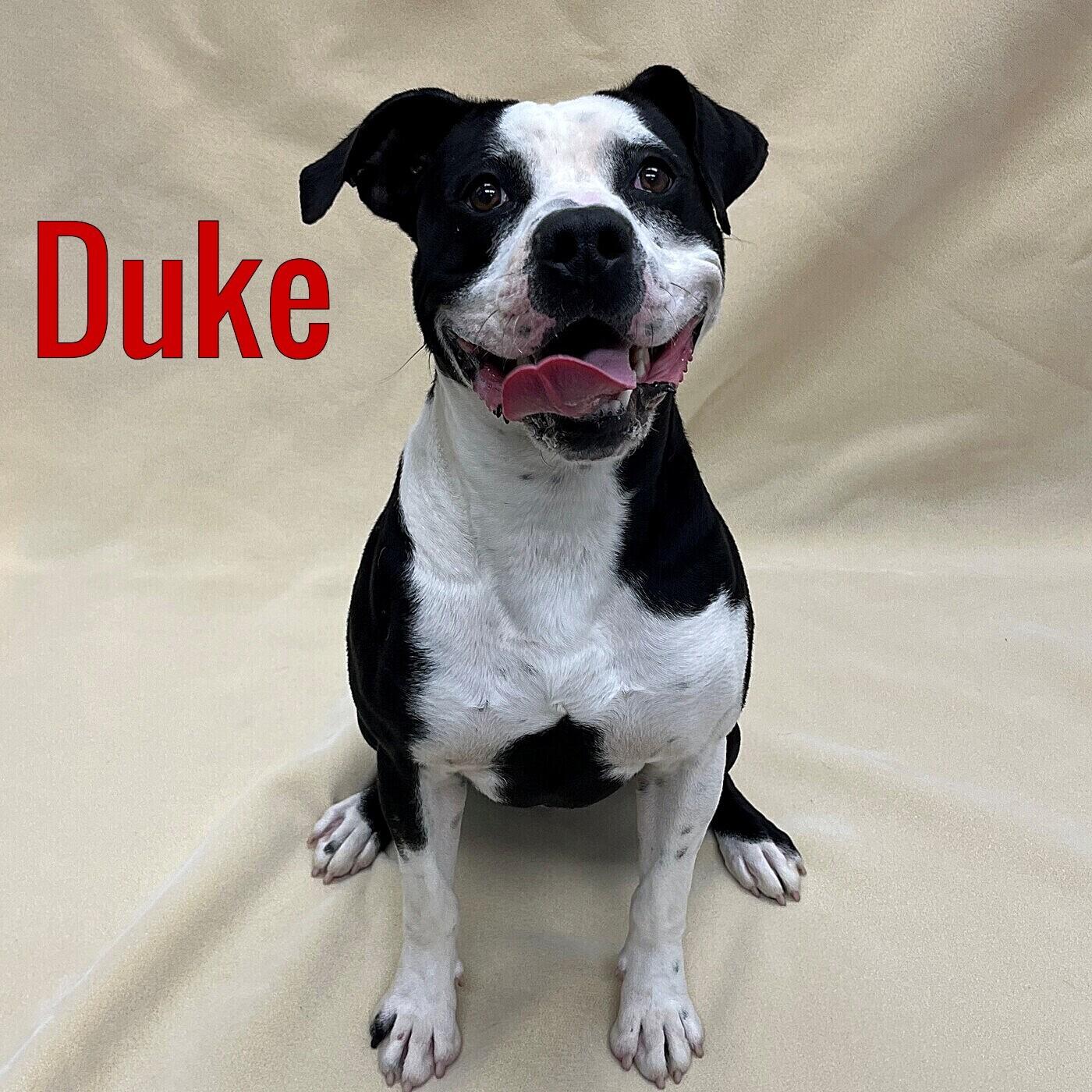 Duke, ADOPTABLE, Young Male Mixed Breed.