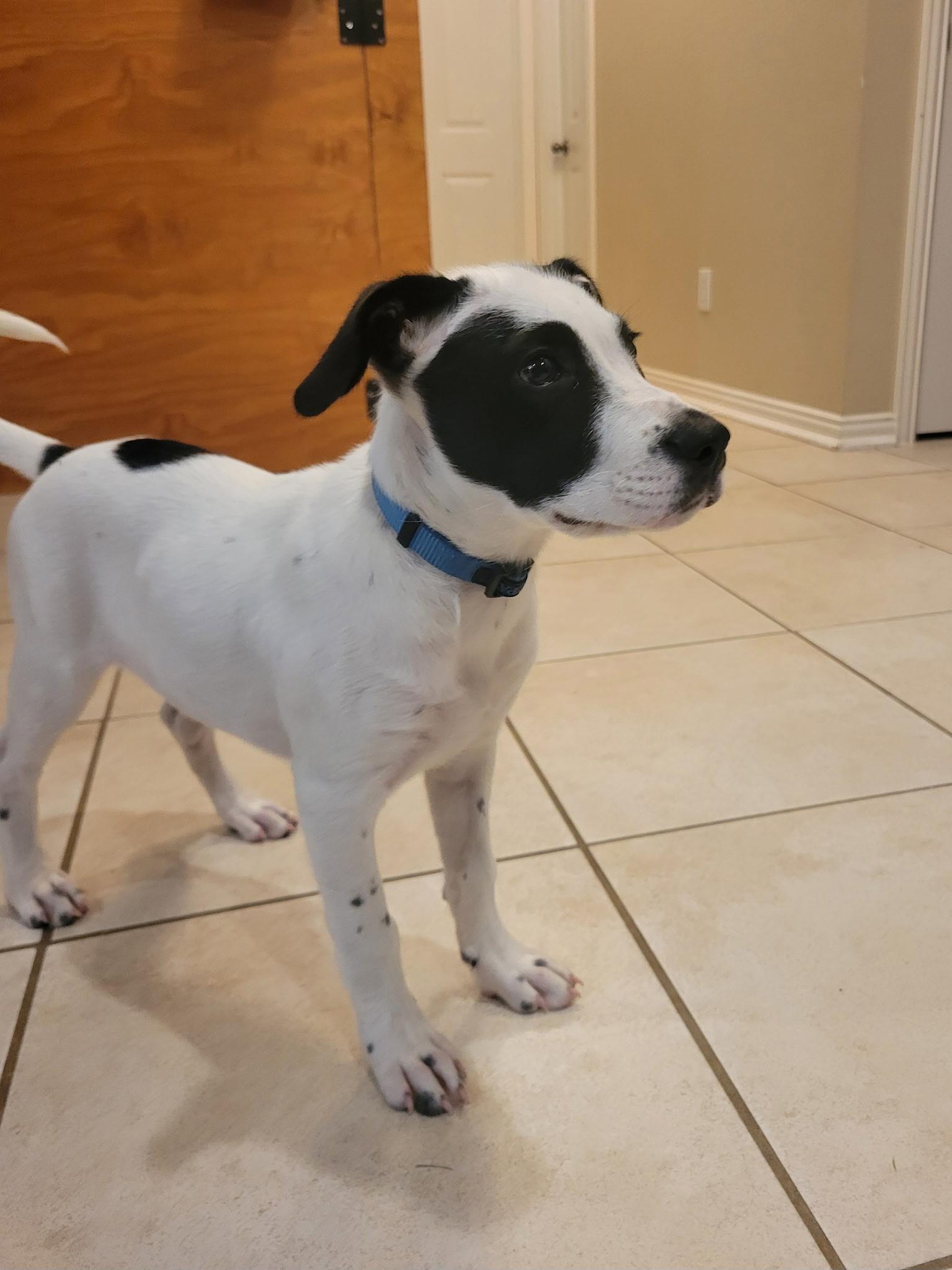 Enlarge Baloo WA14579-T, a Adoptable mixed breed in Bellevue, WA image 5/6