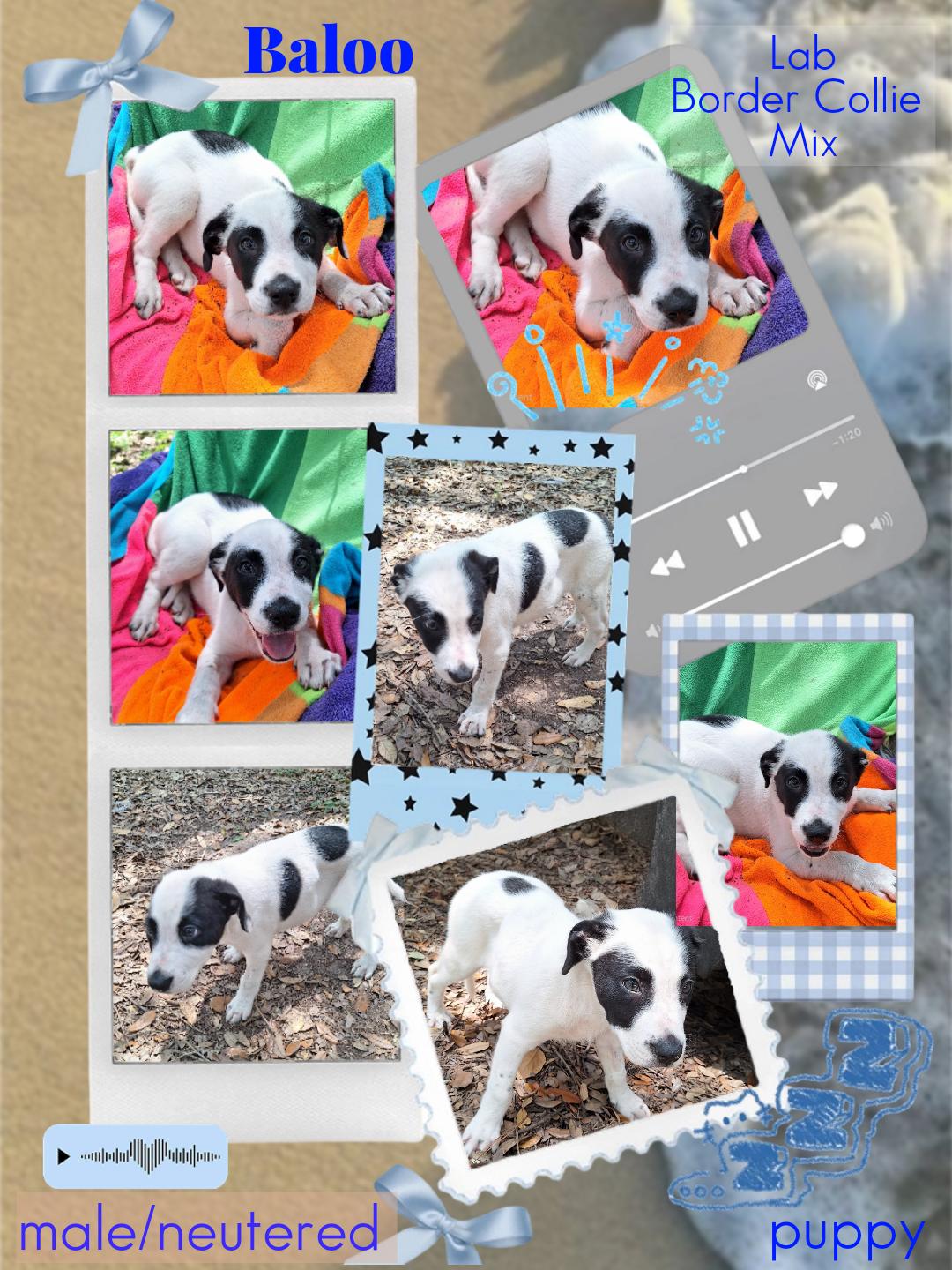 Enlarge Baloo WA14579-T, a Adoptable mixed breed in Bellevue, WA image 3/6