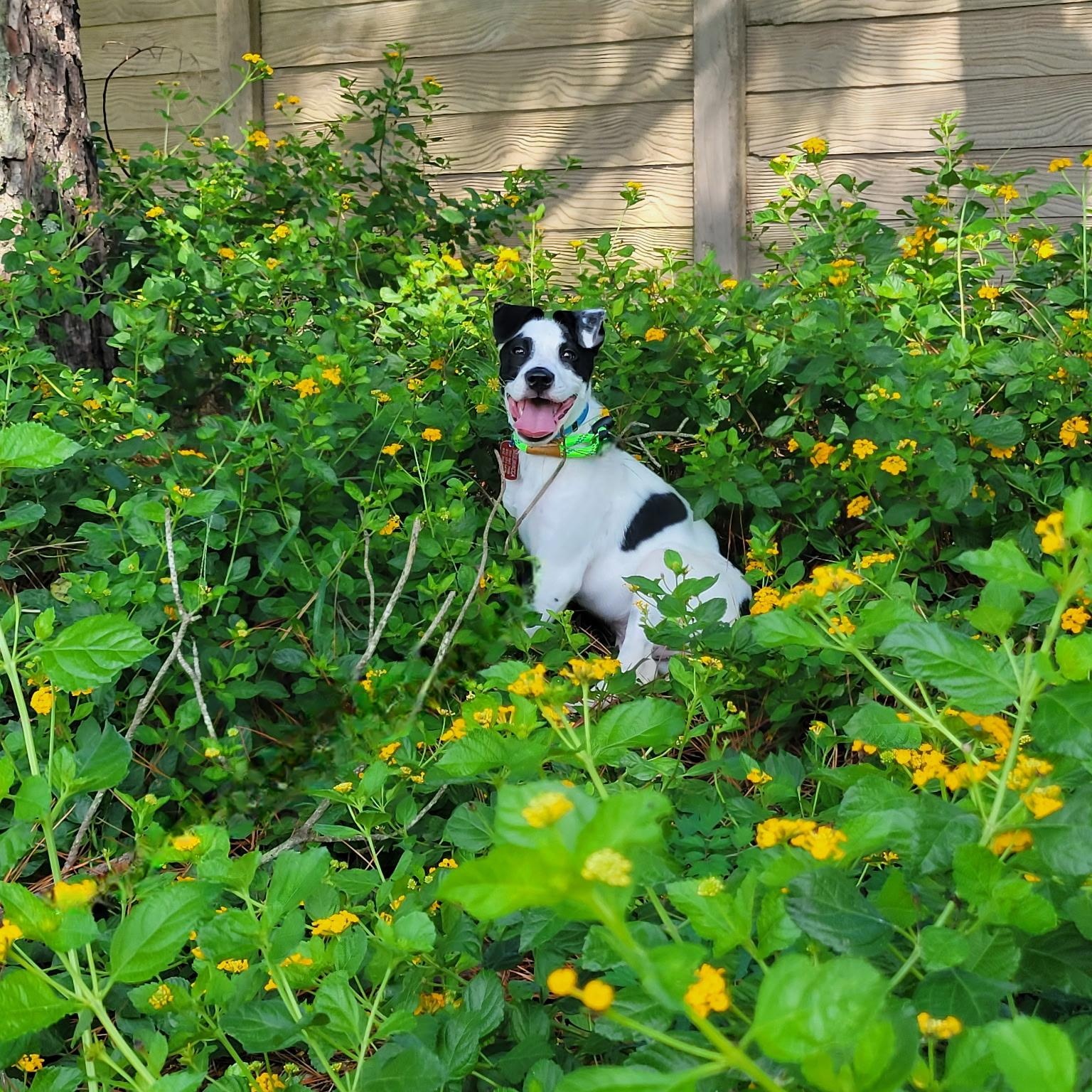 Enlarge Baloo WA14579-T, a Adoptable mixed breed in Bellevue, WA image 6/6