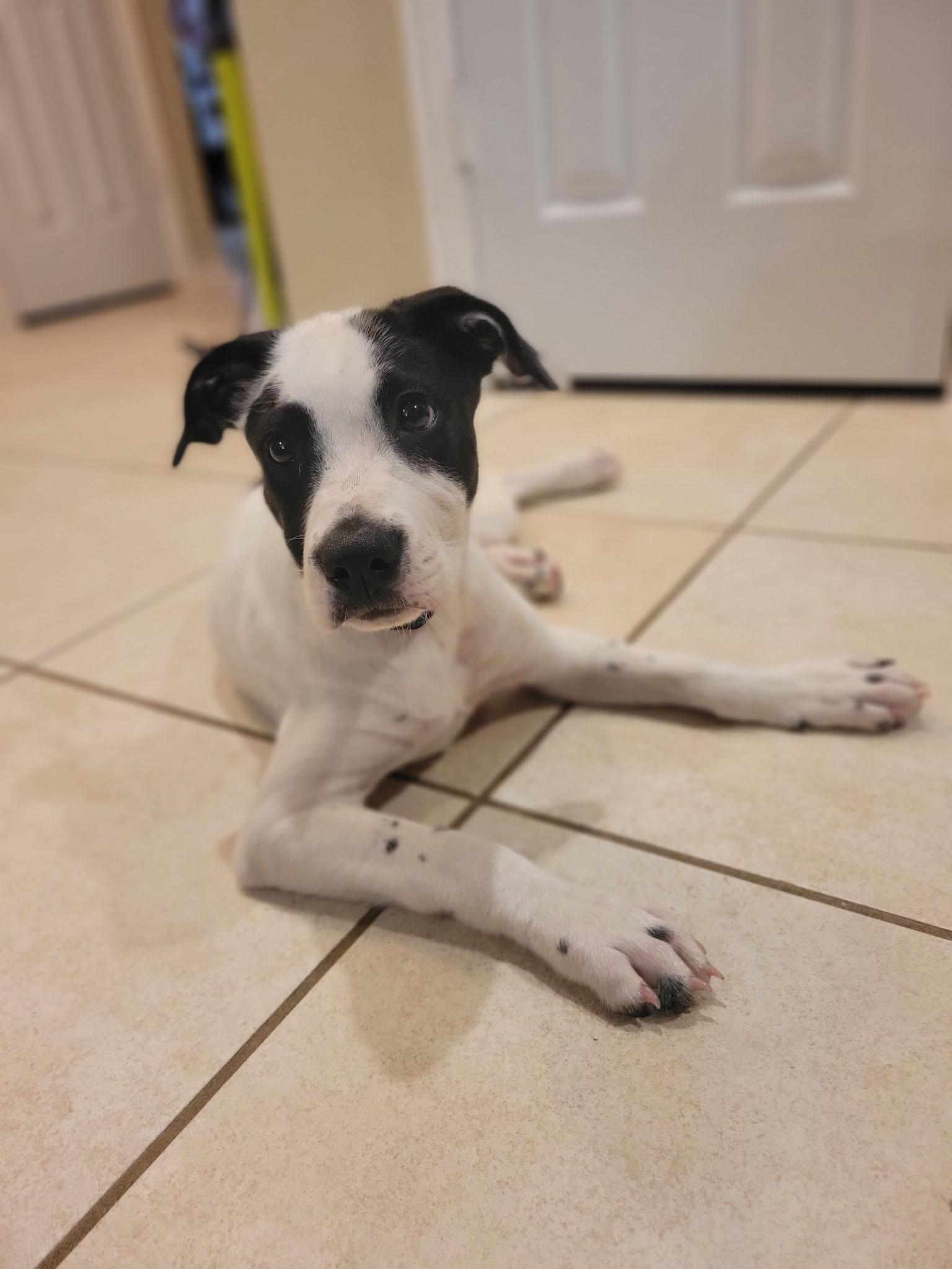 Baloo WA14579-T, Adoptable, Puppy Male Labrador Retriever & Border Collie.