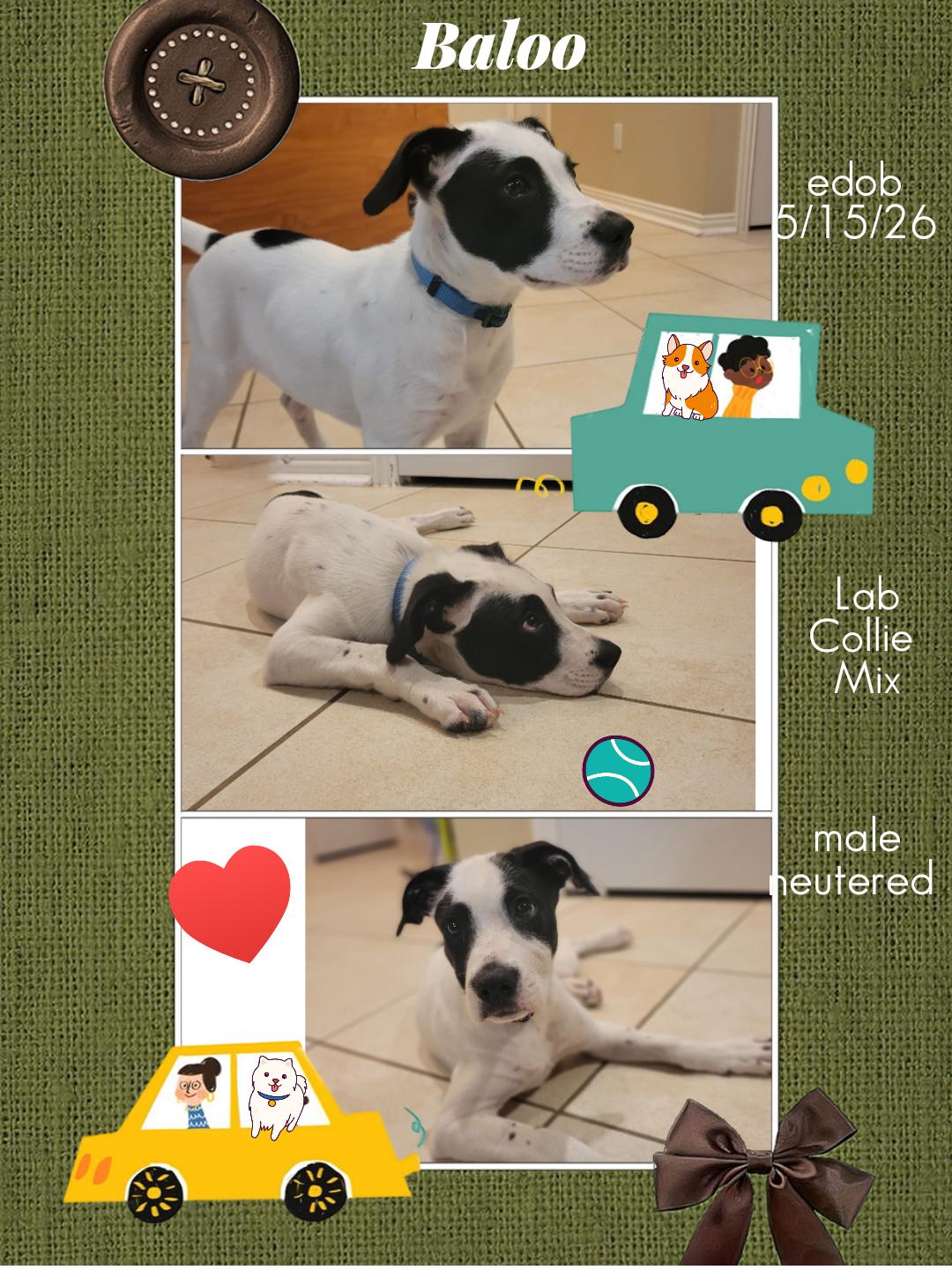 Enlarge Baloo WA14579-T, a Adoptable mixed breed in Bellevue, WA image 4/6