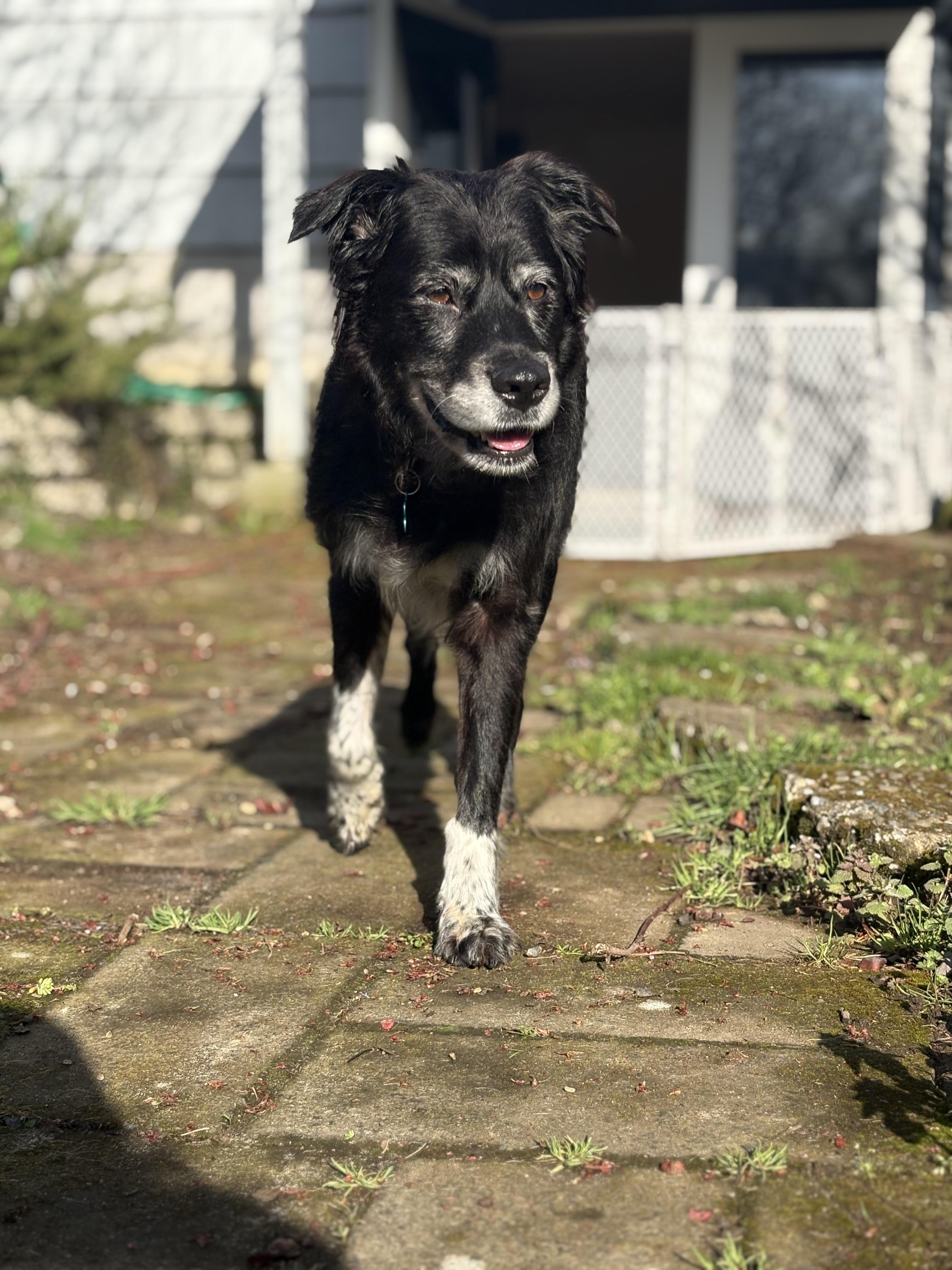 Enlarge Ellie, a Adoptable mixed breed in Gig Harbor, WA image 1/6