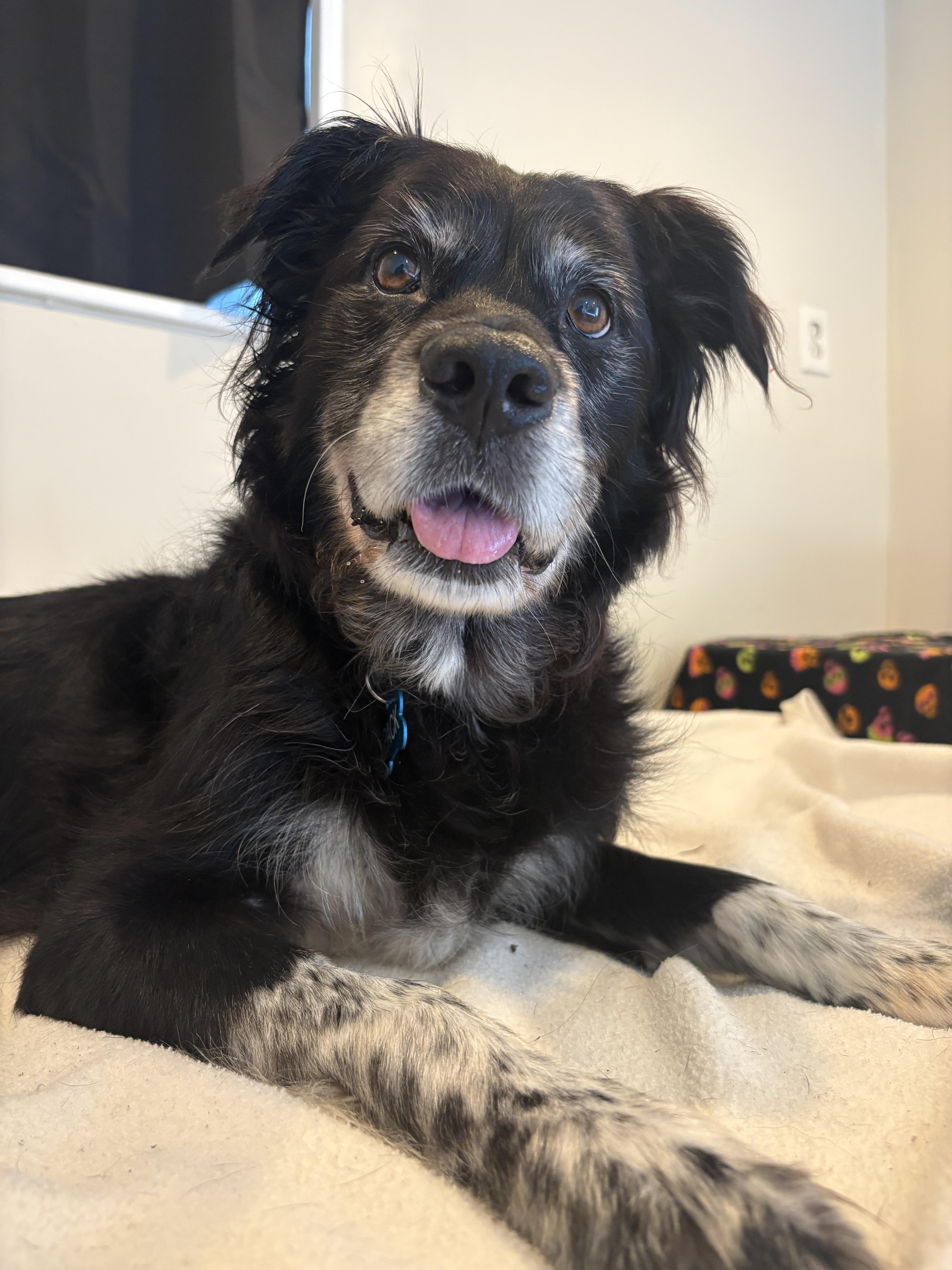 Enlarge Ellie, a Adoptable mixed breed in Gig Harbor, WA image 2/6