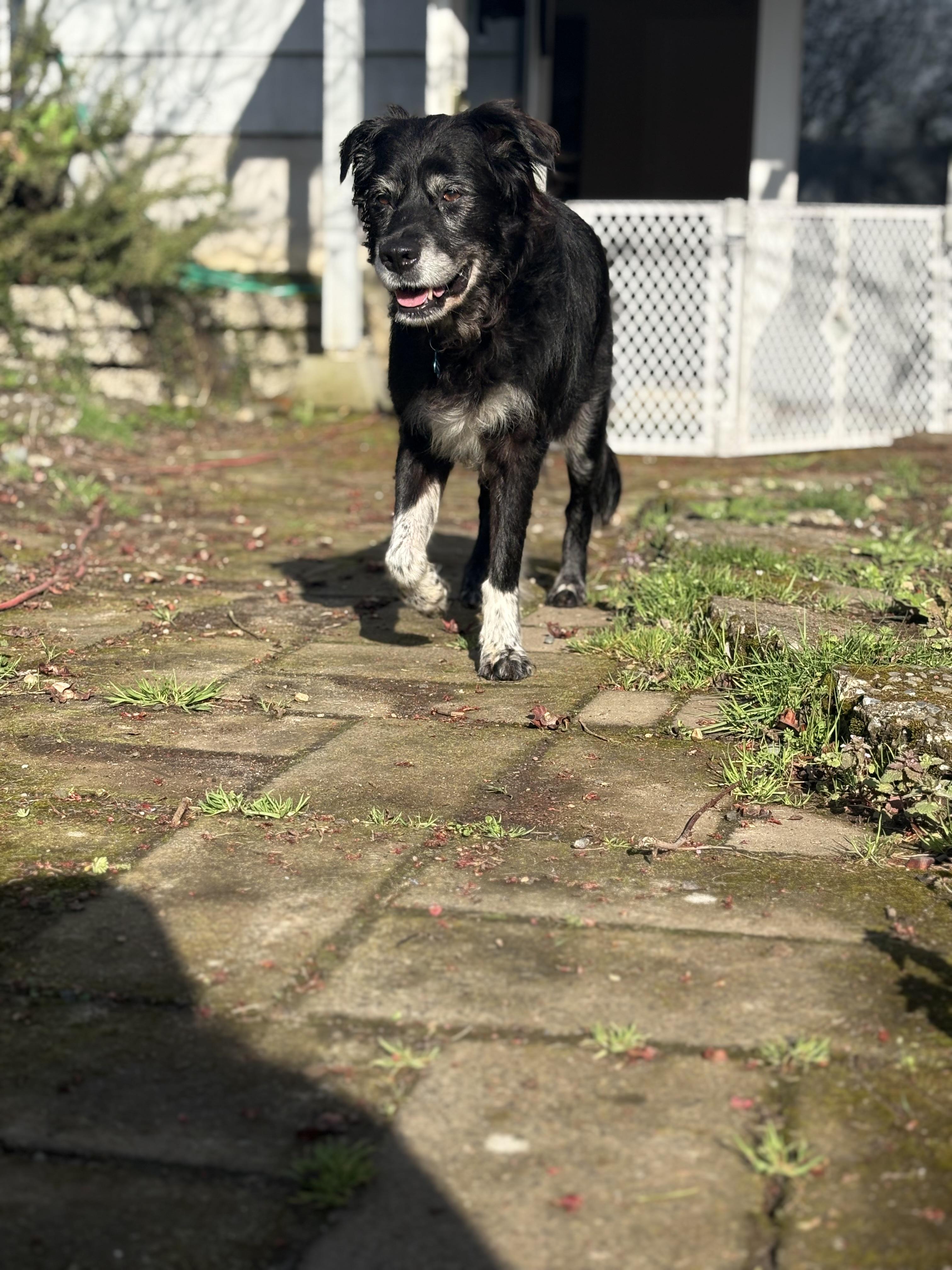 Enlarge Ellie, a Adoptable mixed breed in Gig Harbor, WA image 3/6