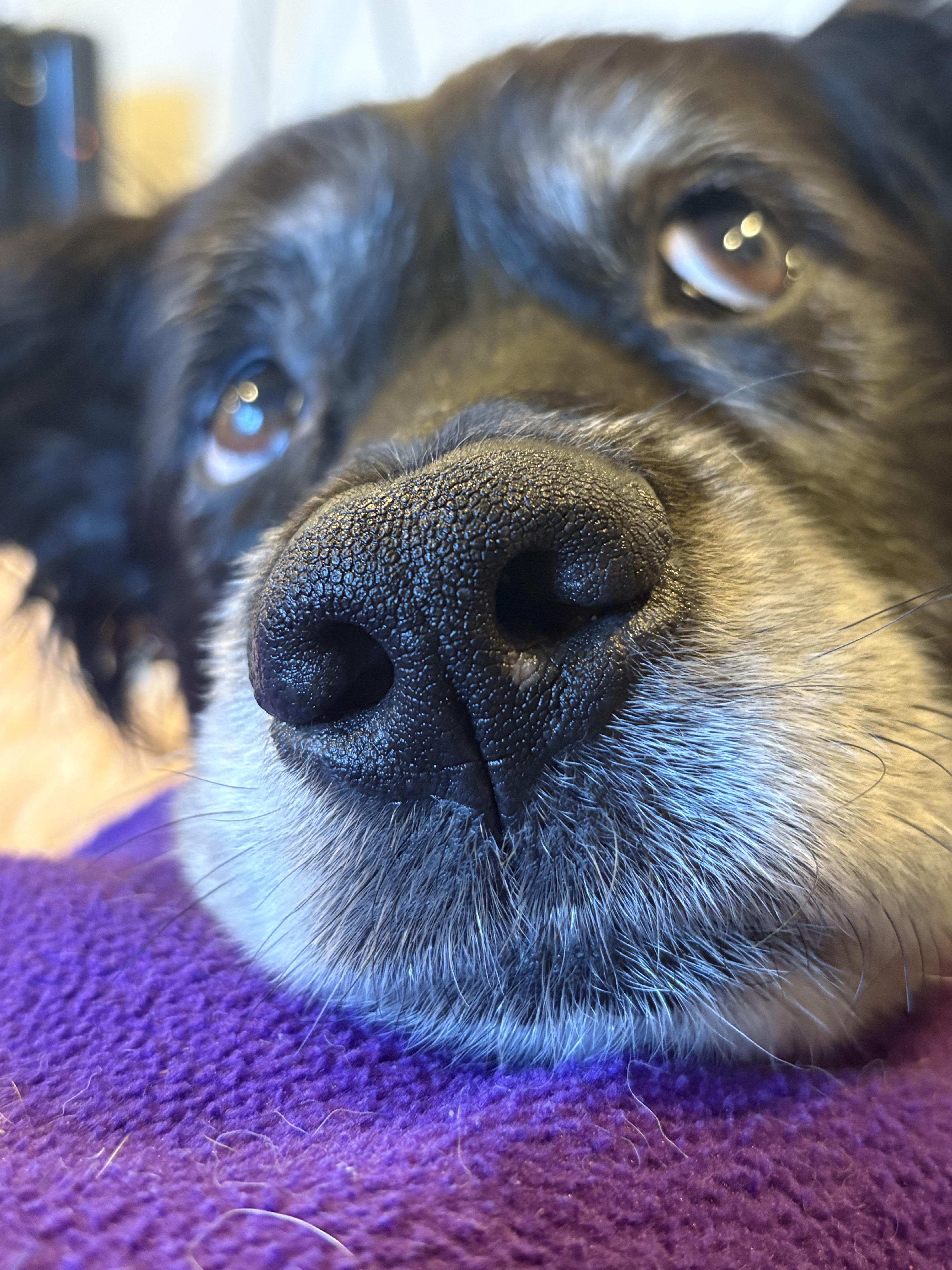 Enlarge Ellie, a Adoptable mixed breed in Gig Harbor, WA image 4/6