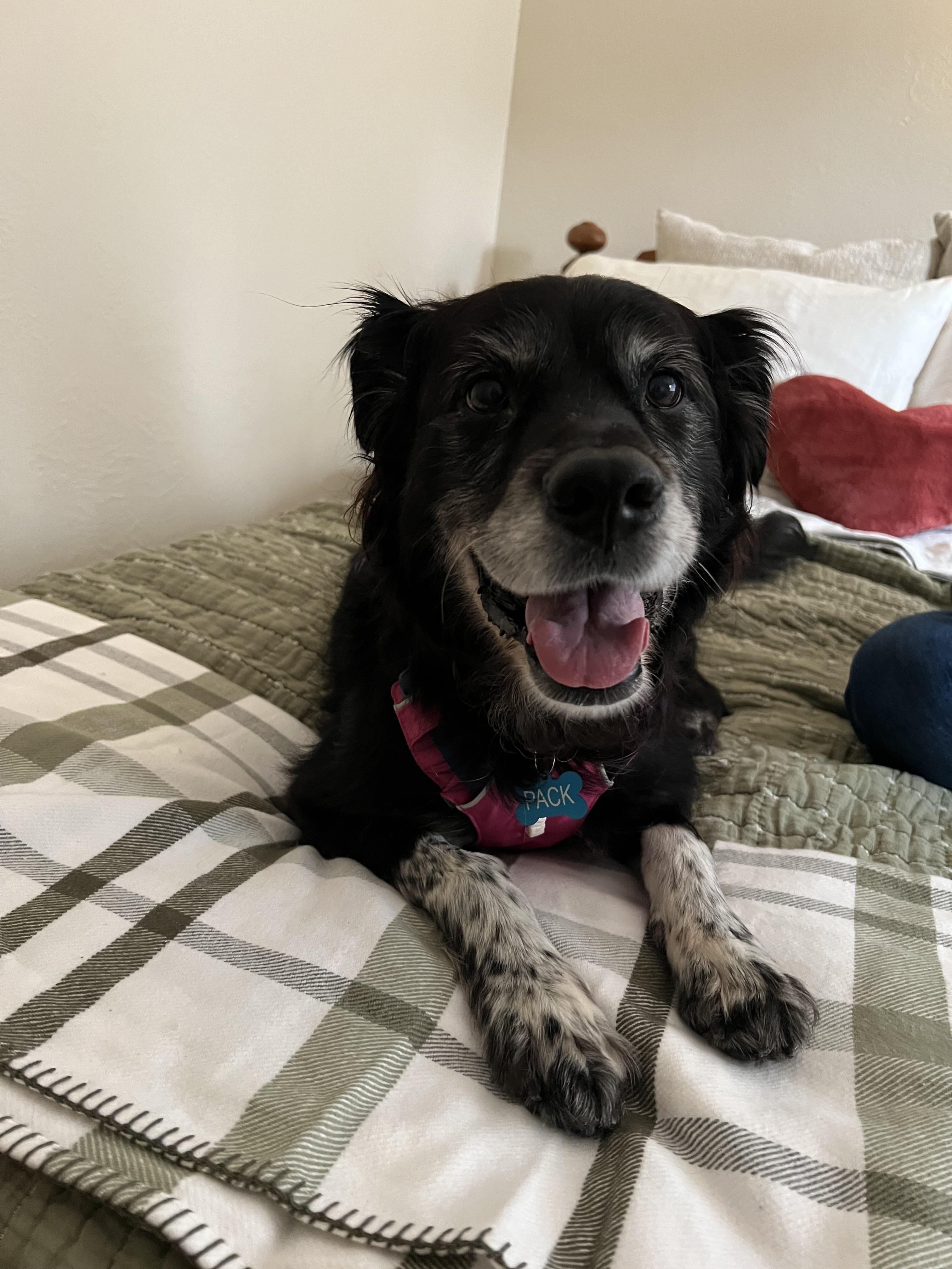 Enlarge Ellie, a Adoptable mixed breed in Gig Harbor, WA image 5/6