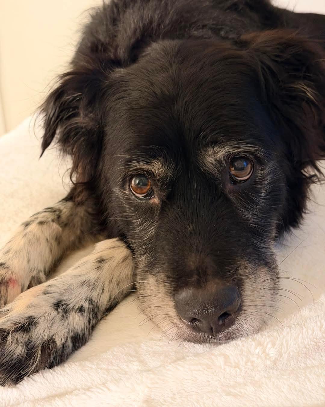 Enlarge Ellie, a Adoptable mixed breed in Gig Harbor, WA image 6/6