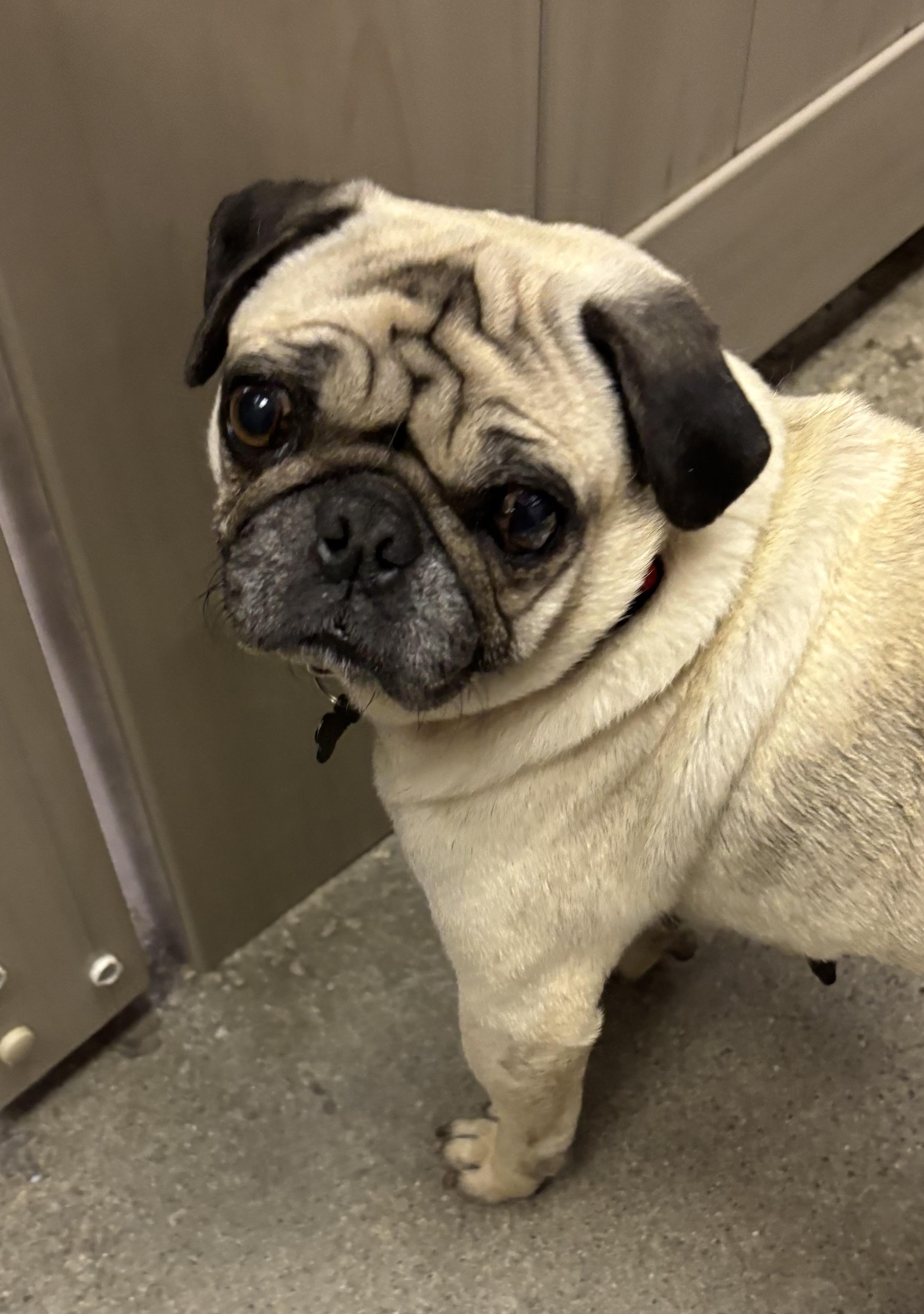 Enlarge Presley Grace, a ADOPTABLE Pug in Thousand Oaks, CA image 1/2