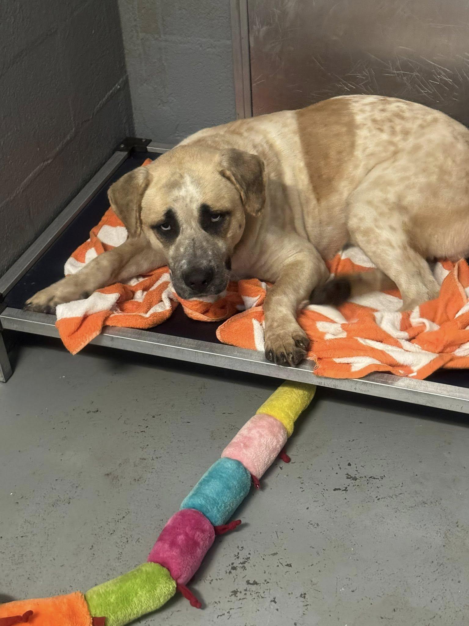 Rockford, Adoptable, Adult Male Mixed Breed.