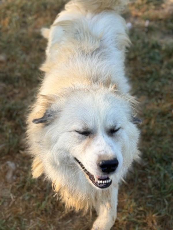 Enlarge Apollo, a Adoptable Great Pyrenees in Campbellsville, KY image 1/1
