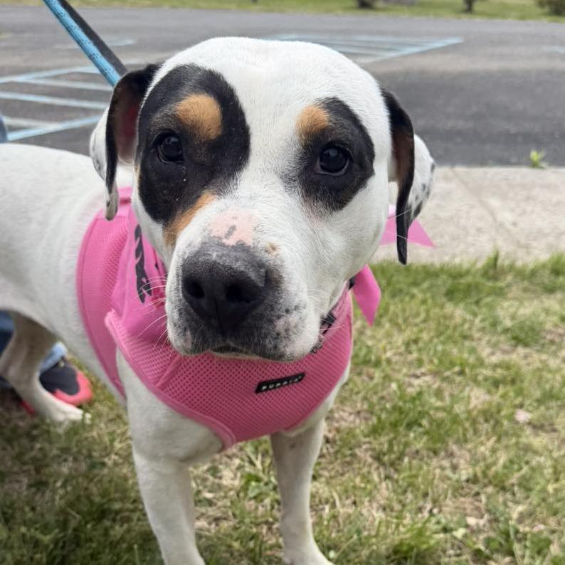 Hope, Adoptable, Adult Female Pit Bull Terrier & Mixed Breed.
