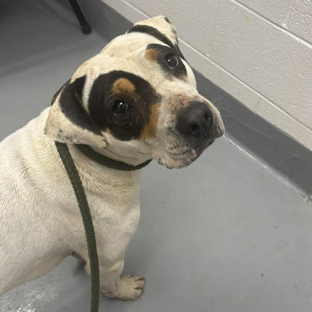 Enlarge Hope, a Adoptable mixed breed in Rocky Mount, VA image 2/2