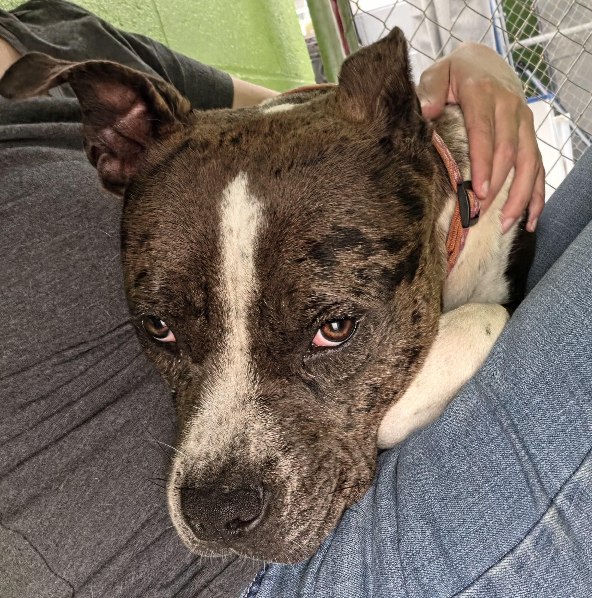 Georgia, ADOPTABLE, Adult Female American Staffordshire Terrier.