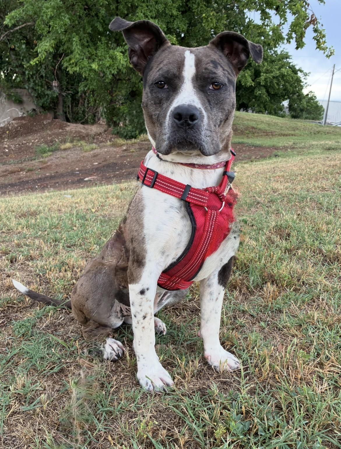 Georgia, ADOPTABLE, Adult Female American Staffordshire Terrier.