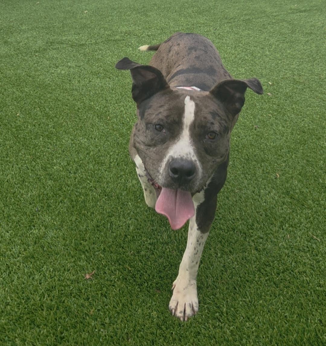 Georgia, a ADOPTABLE mixed breed in Oklahoma City, OK image 2/3
