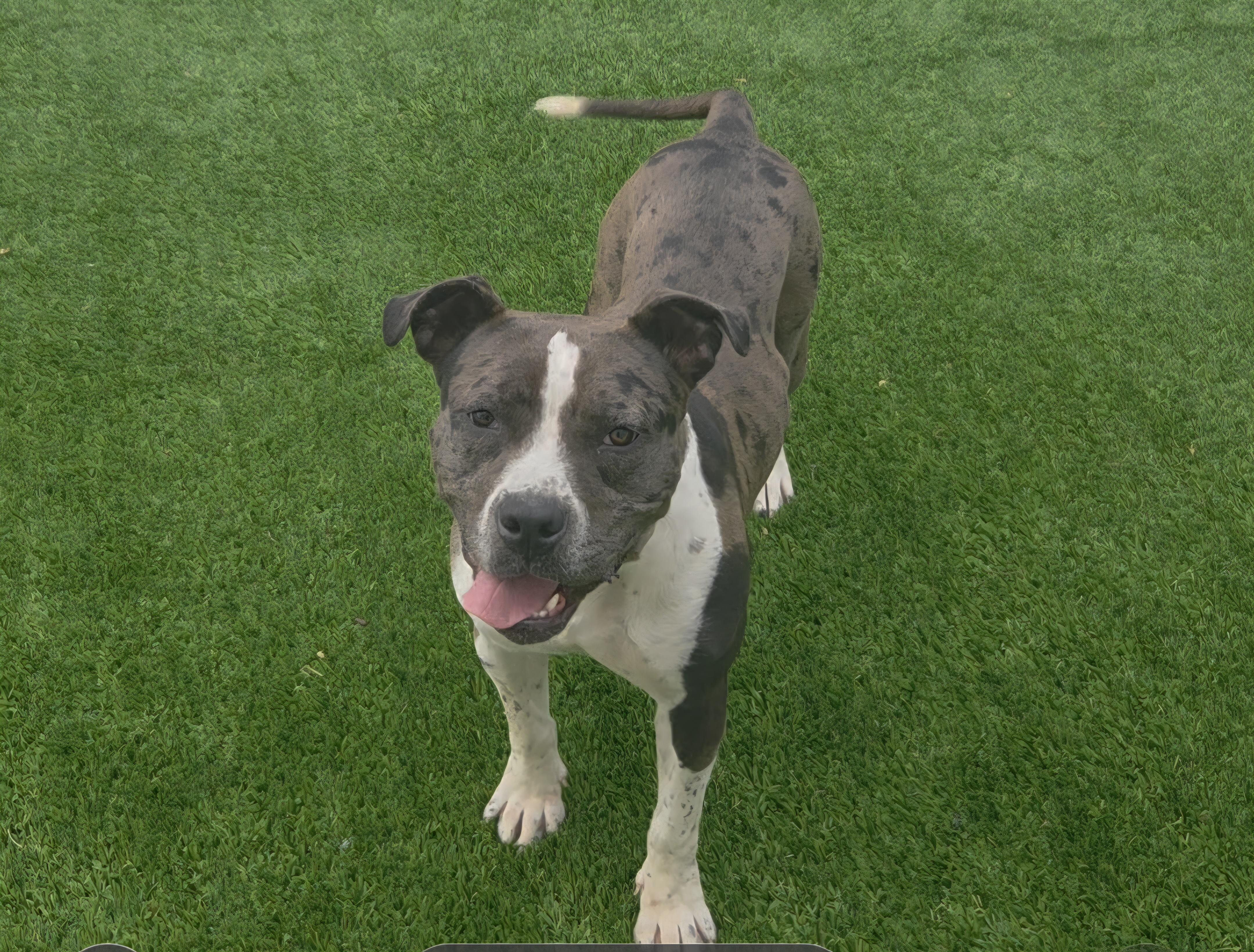 Georgia, a ADOPTABLE mixed breed in Oklahoma City, OK image 1/3