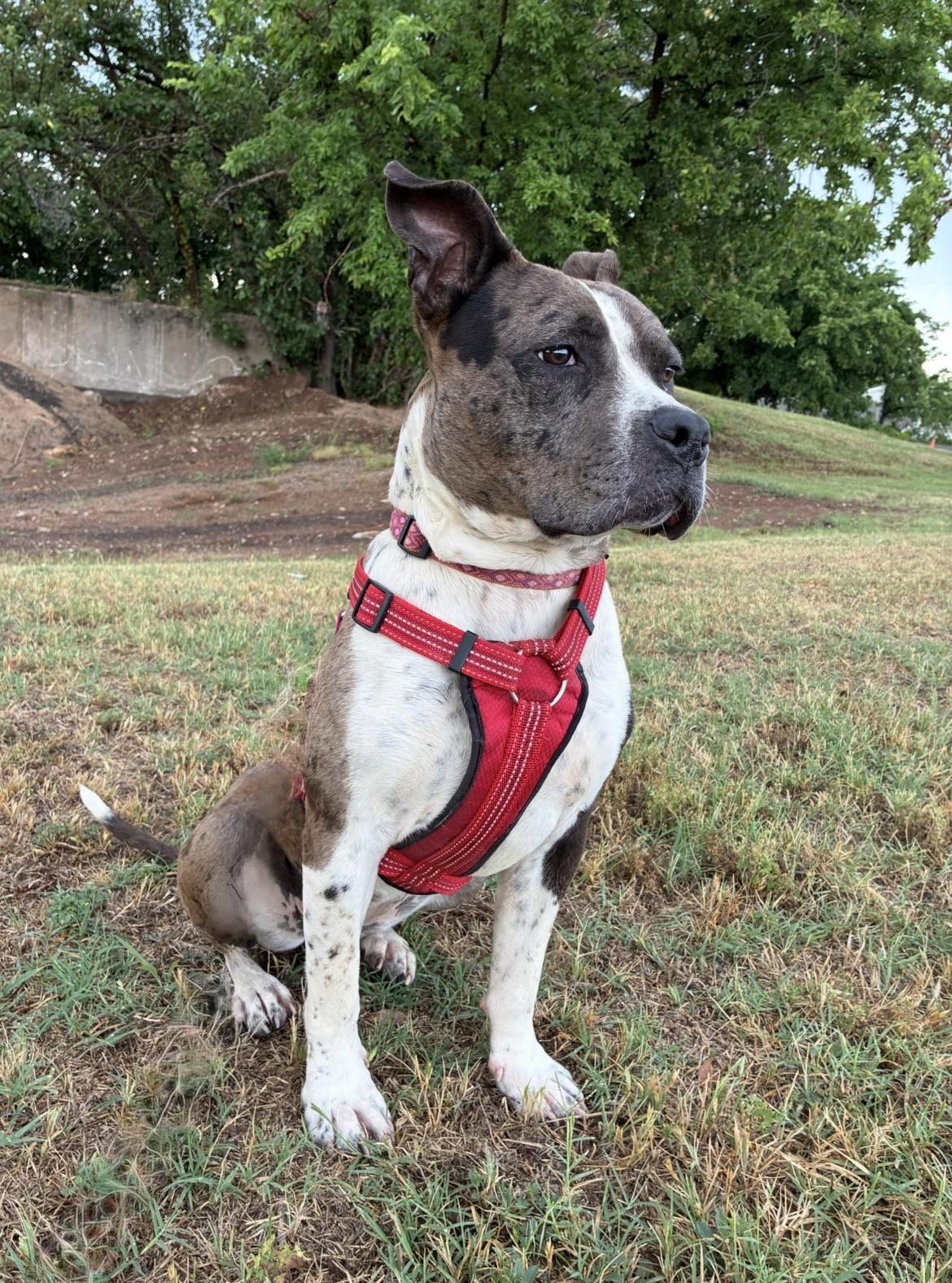 Georgia, a ADOPTABLE mixed breed in Oklahoma City, OK image 5/5