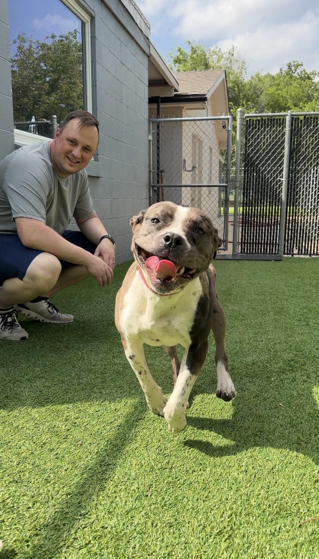 Georgia, a ADOPTABLE mixed breed in Oklahoma City, OK image 3/3